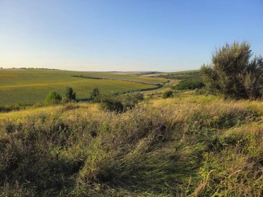 Buğday tarlası ve bulutlu gökyüzü olan güzel bir manzara.
