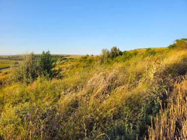 Çimen ve mavi gökyüzü olan güzel bir manzara.