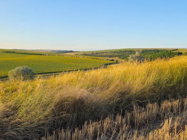 Bir buğday tarlasının güzel manzarası Parlak bir günbatımı gökyüzünün altında