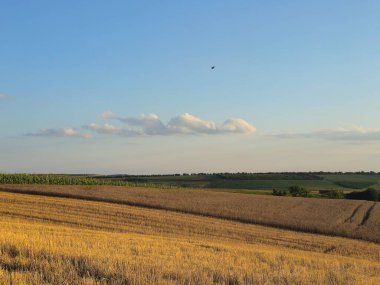 bir buğday tarlası ve mavi bir gökyüzü