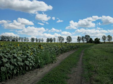 Yeşil çimen ve mavi gökyüzü olan güzel bir manzara.