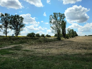 Bulutlu bir gökyüzünün altındaki buğday tarlasının güzel bir görüntüsü.
