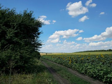 Mavi gökyüzünün arka planında ayçiçekleri olan bir alan. Beyaz gökyüzü ve bulutlu yaz manzarası.
