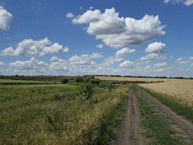 Mavi gökyüzünün altında yeşil buğday tarlası