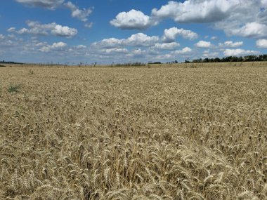 Buğday tarlası. Buğday tarlası. tarım kavramı. Yazın kırsal alan.