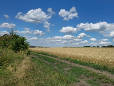Güneşli bir günde büyük beyaz bir buğday tarlası..