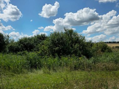 Yeşil çimenler ve ağaçlarla kaplı yaz manzarası