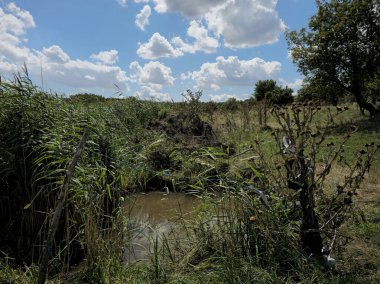 Ormanda nehri olan güzel bir manzara.