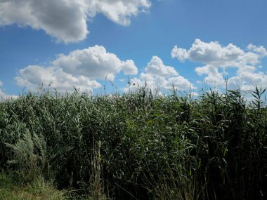 Buğday tarlası olan güzel bir manzara.