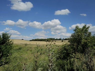 Arka planda ağaçlar ve mavi gökyüzü olan manzara.