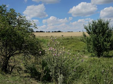 Ağaçlarla ve mavi gökyüzüyle manzara