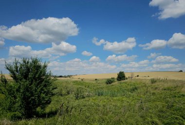Buğday tarlası olan güzel bir manzara.