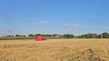 Yazın buğday hasadı