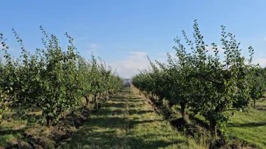 Bahçede olgun elmalar