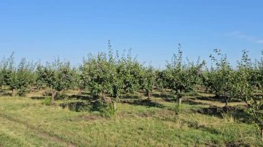 Sabahın erken saatlerinde elma bahçesi. Elma ağacı bir çiftlikte büyüyor..