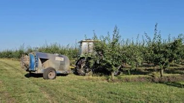 Büyük bir elma ağacıyla tarlada traktör.