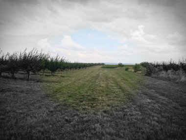 elma tarlası ve ağaçlar