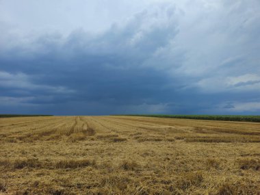 Geniş bir buğday tarlası ve bulutlu gökyüzü olan güzel bir manzara.