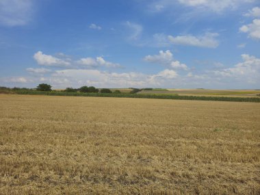 Kırsalda buğday tarlası