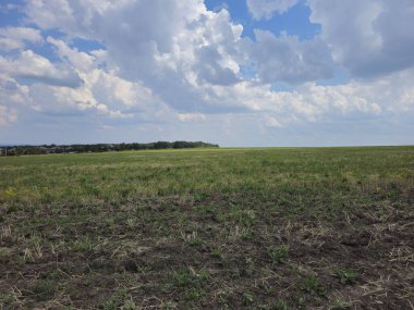 Yeşil çimen ve bulutlu gökyüzü.