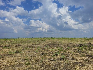 yeşil tarla ve mavi gökyüzü