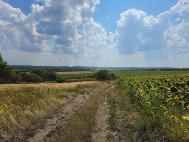 Tarlada bir mısır tarlası
