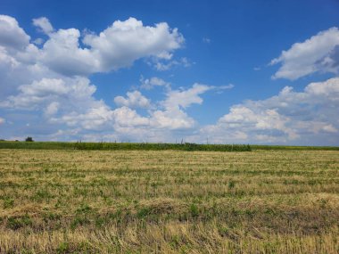 Arkaplanda genç bir buğdayın yeşil tarlası