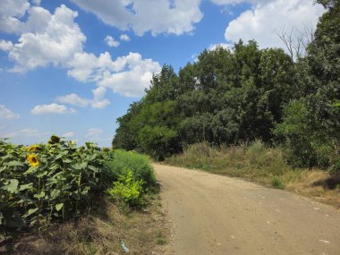 Ormanda yol, bitki örtüsü ve doğa