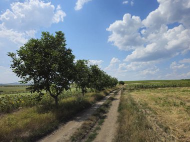 Ağaçlı bir tarlada yol