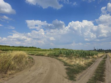 Kırsal alan, yeşil buğday tarlası