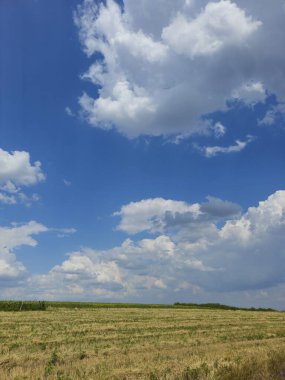 Buğday tarlası olan güzel bir manzara.