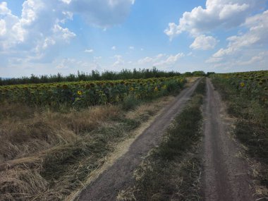 Yazın ayçiçeği tarlası