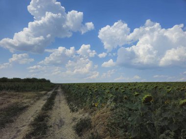 Buğday tarlası ve mavi gökyüzü olan güzel bir manzara.