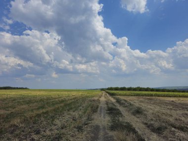 Yaz aylarında buğday alanı.