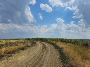 Ormanda yolu olan güzel bir manzara.