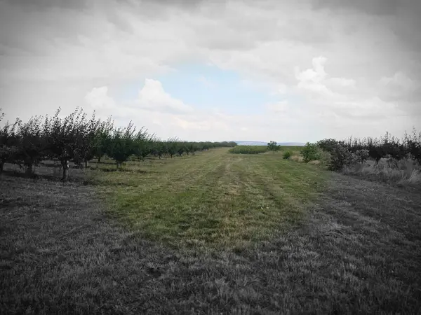 elma tarlası ve ağaçlar