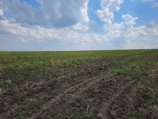 Bir çayır ve mavi gökyüzü.