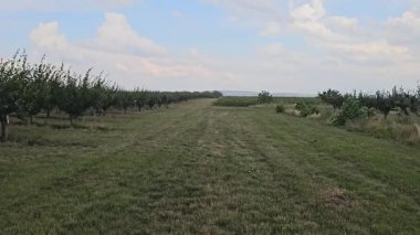 Mavi gökyüzünün altındaki bir elma bahçesinin güzel bir görüntüsü.