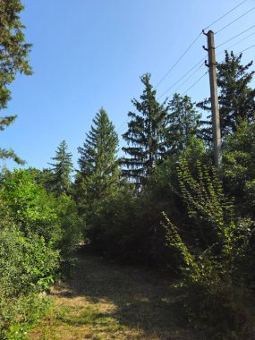 Yol büyük yeşil bir orman.