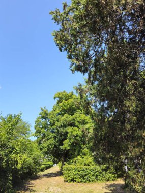 yeşil çimen ve gökyüzü bulutlu ve mavi gökyüzü.