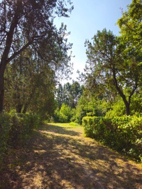 Ormanın güzel manzarası