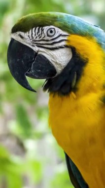 Big Blue Macaw.Tropikal ve egzotik kuşlar. Güney Amerika 'da vahşi yaşam. Tropikal, yeşil ve lüks bir ormanda papağanlar..