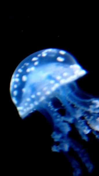 Blauwe Kwallen Zwemmen Diepe Oceaan Transparante Gloeiende Kwallen Die Onder — Stockvideo
