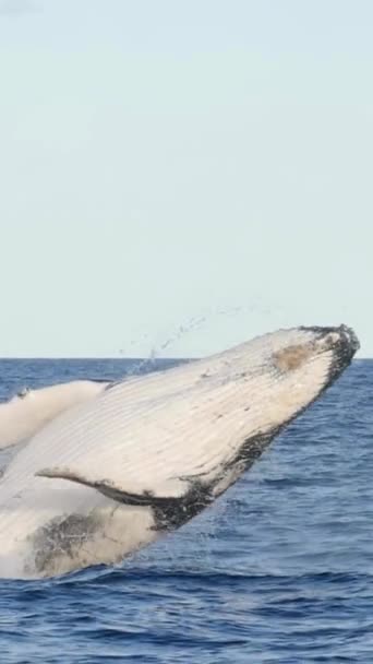 Velryba Hrbatá Prorazí Čistou Vodu Oceánu Modrá Velryba Vyskočí Vody — Stock video