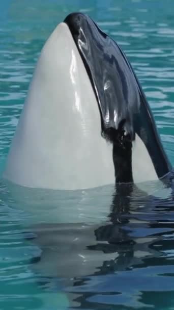 Pionowe Zbliżenie Delfina Pływającego Błękitnej Wodzie Delfiny Podwodne Filmy Wideo — Wideo stockowe