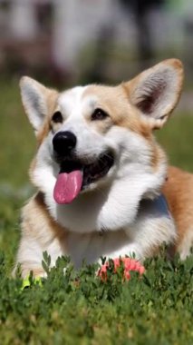 Mutlu köpek çimlerin üzerinde oturuyor ve kameraya bakıyor. Küçük şirin köpek yavruları dışarıda oynuyorlar. Doğadaki evcil hayvan kavramı. Dikey video