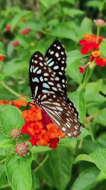 Όμορφη Πεταλούδα Πετάει Πάνω Από Κόκκινα Λουλούδια Και Λιβάδια Μια — Αρχείο Βίντεο