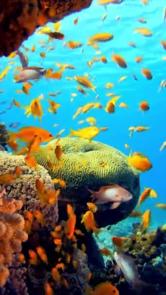 Weterynaryjny Film Podwodnej Niebieskiej Rafy Tropikalnej Tropikalne Podwodne Ryby Morskie — Wideo stockowe