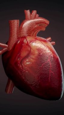 Heart beat loop in HD resolution. Medical healthcare concept. Heart beat concept. Human heart