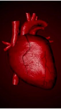 Human heart, red heart, beat, anatomy, internal part of human body. Biology and science.